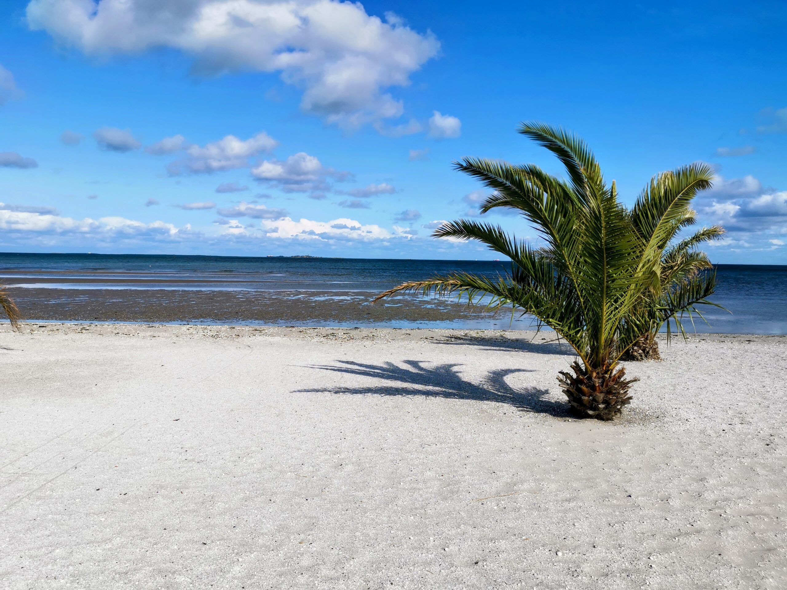 Zwei Palmen an einem Sandstrand.