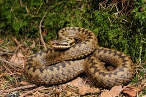 Kreuzotter – Wie gefährlich ist sie ?