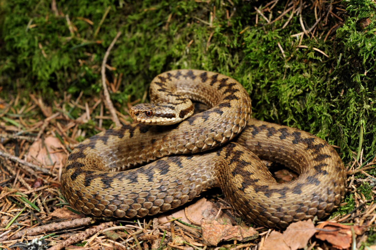 Kreuzotter – Wie gefährlich ist sie ?