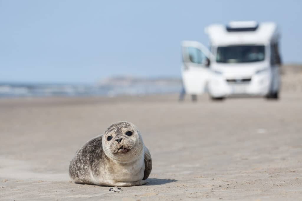 Seehund: „Ich habe einen Seehund am Strand gesehen, wie süß!“ – Verhaltensregeln und wichtige Informationen