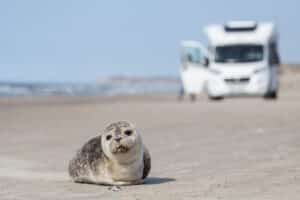 Seehund: „Ich habe einen Seehund am Strand gesehen, wie süß!“ – Verhaltensregeln und wichtige Informationen