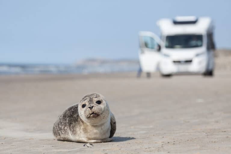 Seehund: „Ich habe einen Seehund am Strand gesehen, wie süß!“ – Verhaltensregeln und wichtige Informationen