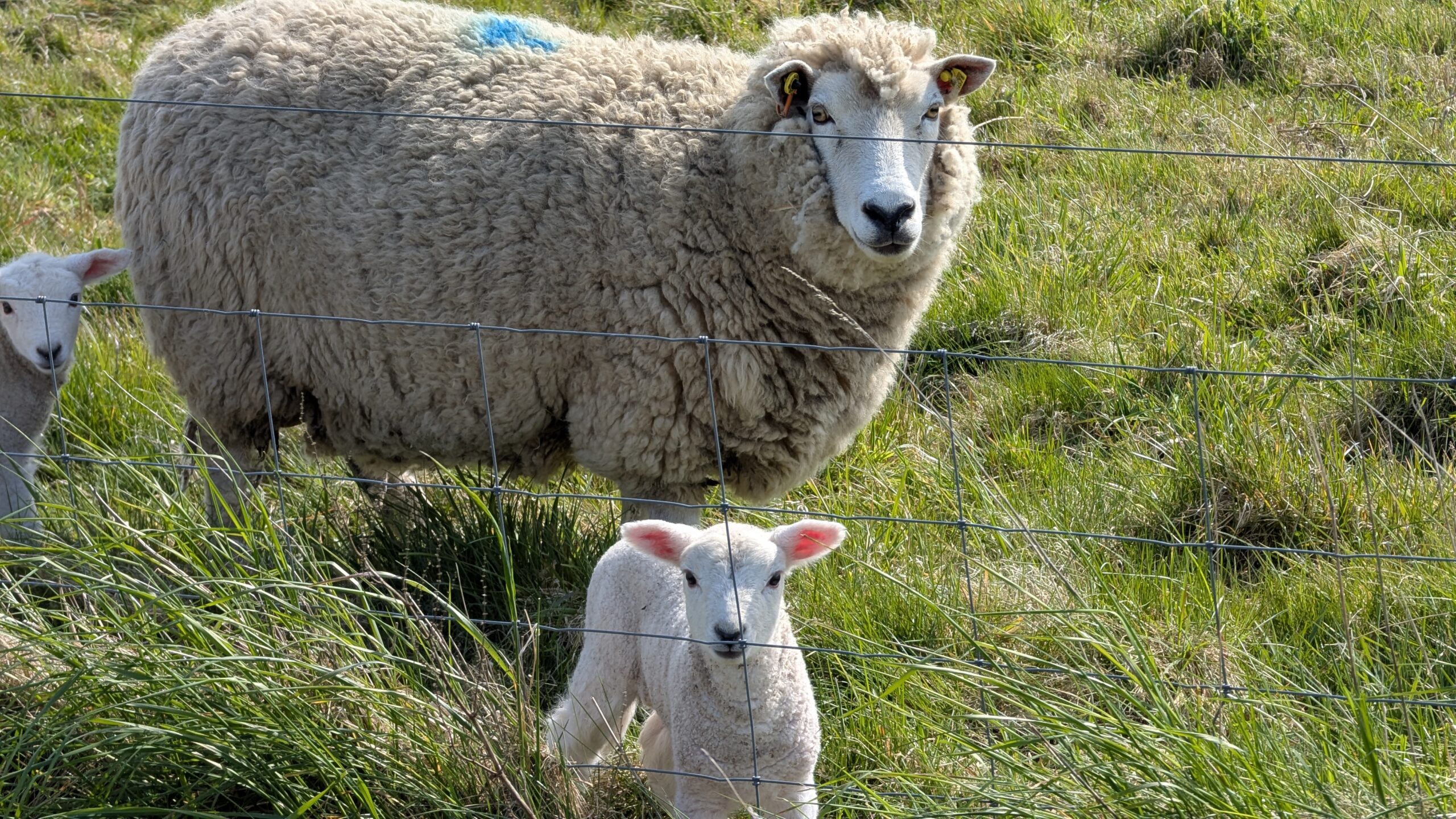 Bild 13 von Kammerslusen Ribe