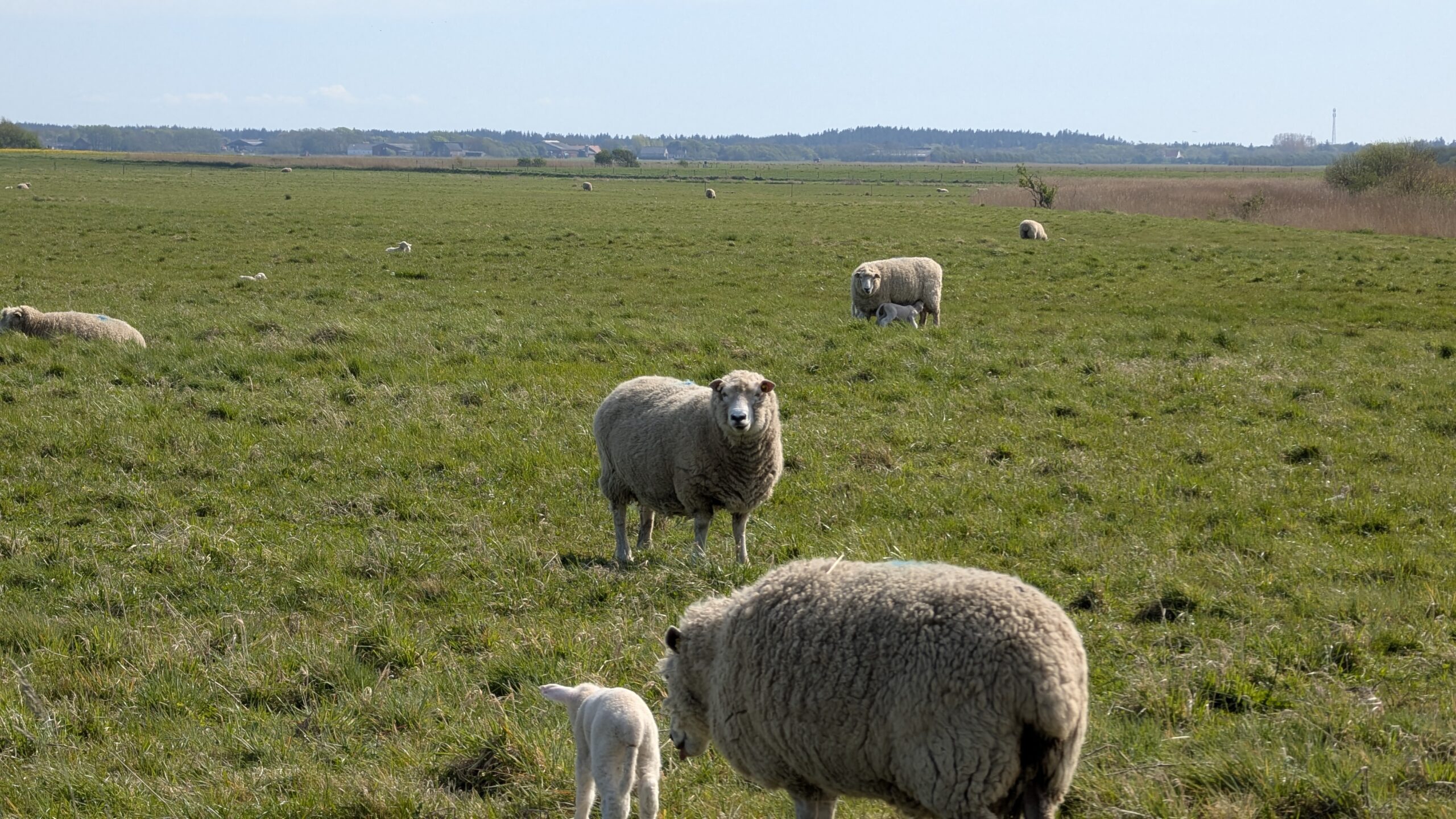 Bild 1 von Kammerslusen Ribe