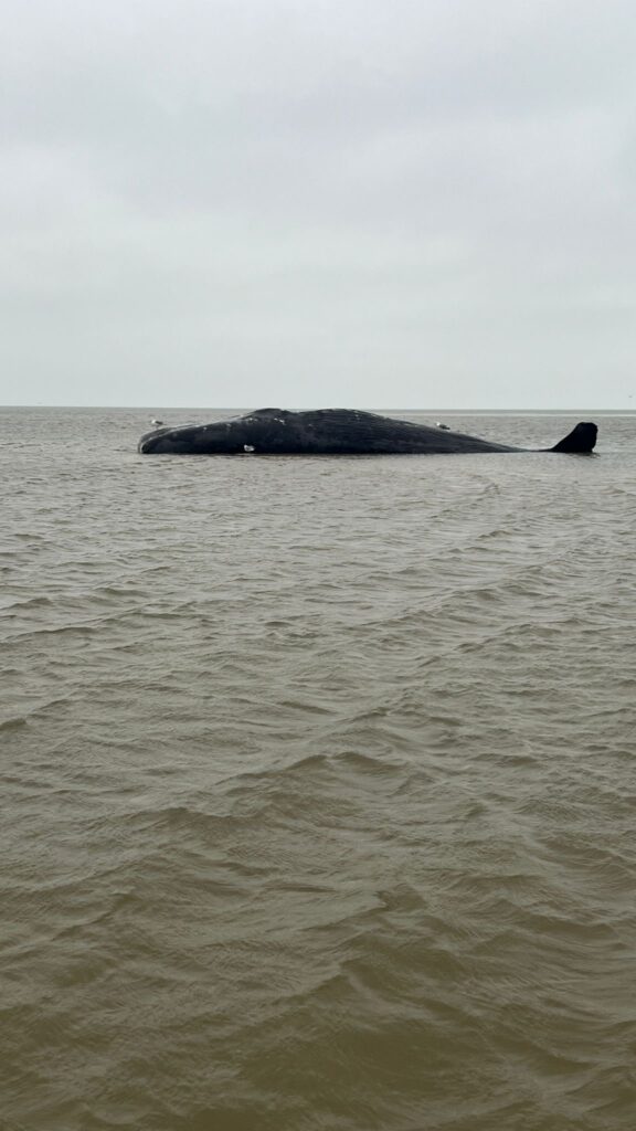 Pottwal vor Blåvandshuk gestrandet – und dann kam es noch schlimmer