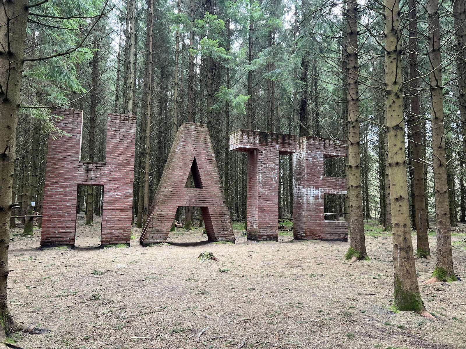 Bild 2 von Deep Forest Art Land