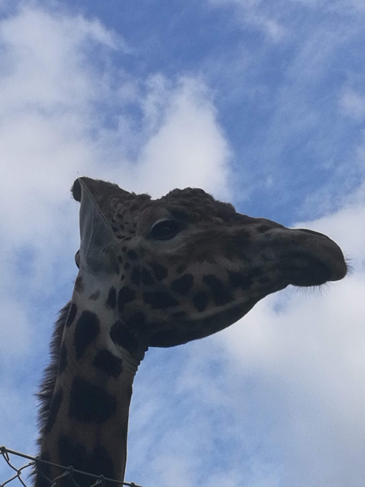 Bild 5 von Jyllands Park Zoo