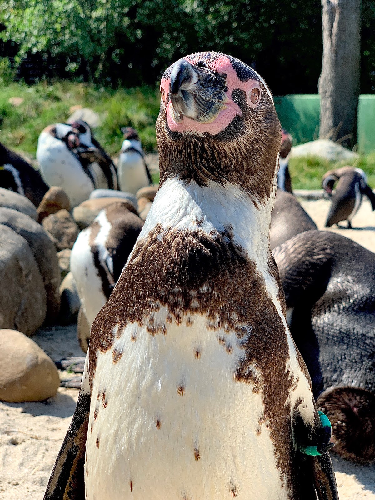 Bild 6 von Jyllands Park Zoo