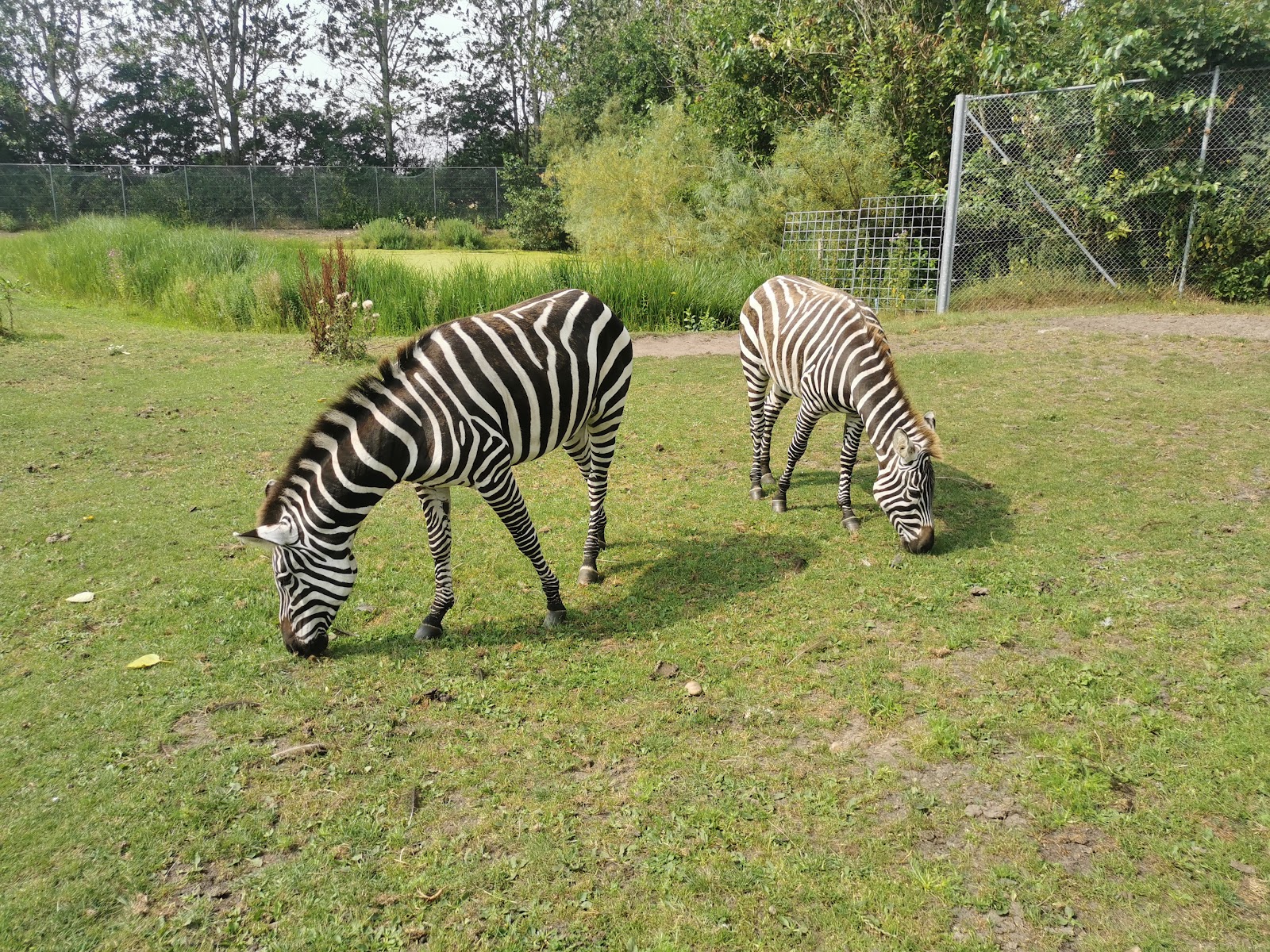 Bild 7 von Jyllands Park Zoo