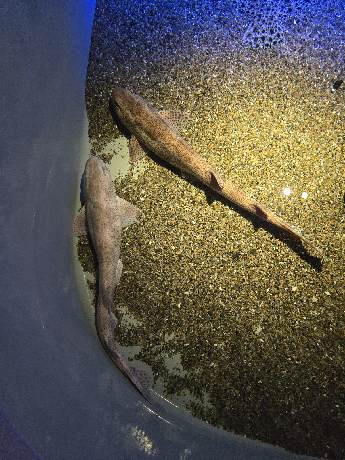 Bild 3 von Jyllandsakvariet Hvide Sande