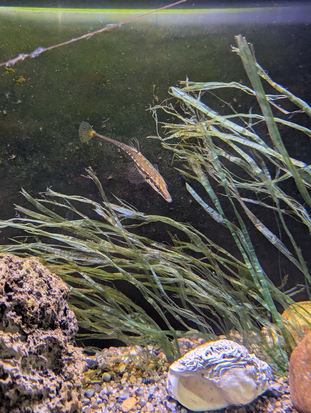 Bild 4 von Jyllandsakvariet Hvide Sande