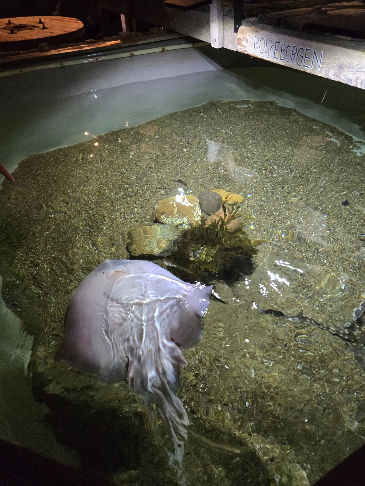 Bild 6 von Jyllandsakvariet Hvide Sande