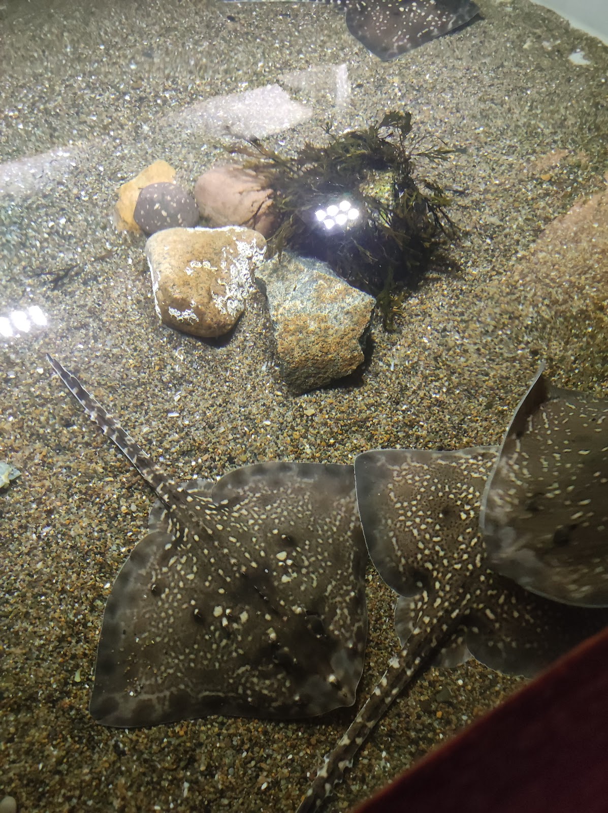 Bild 8 von Jyllandsakvariet Hvide Sande