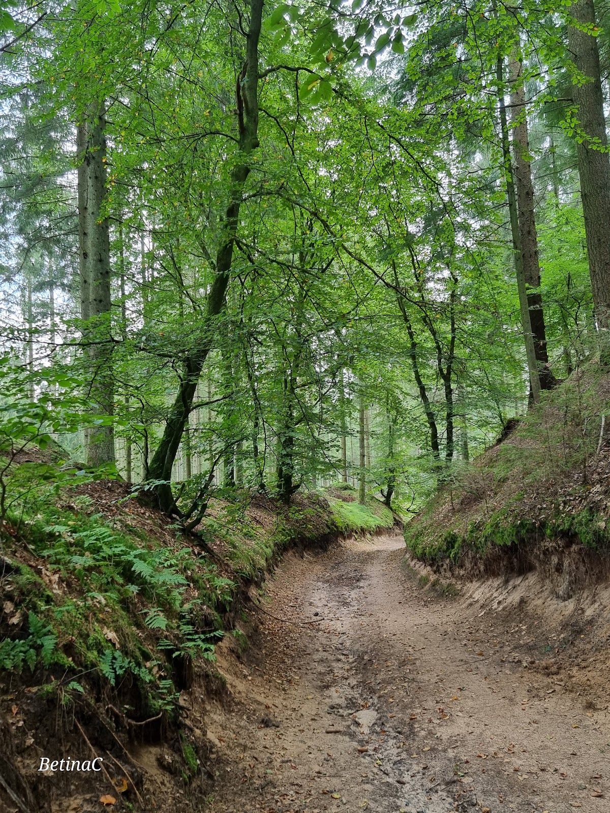 Bild 3 von RebildPorten