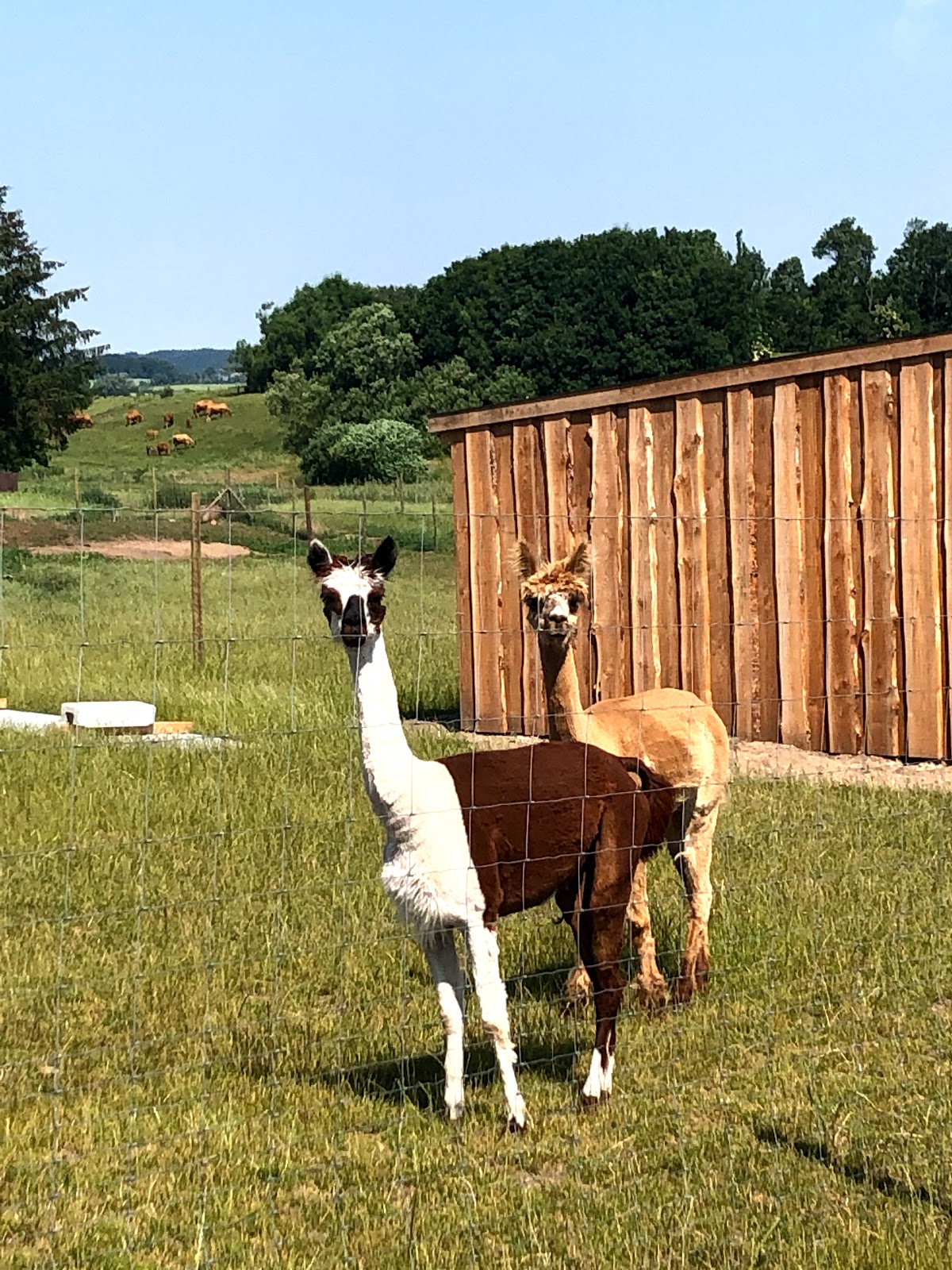 Bild 2 von Tierpark Klokkerholm