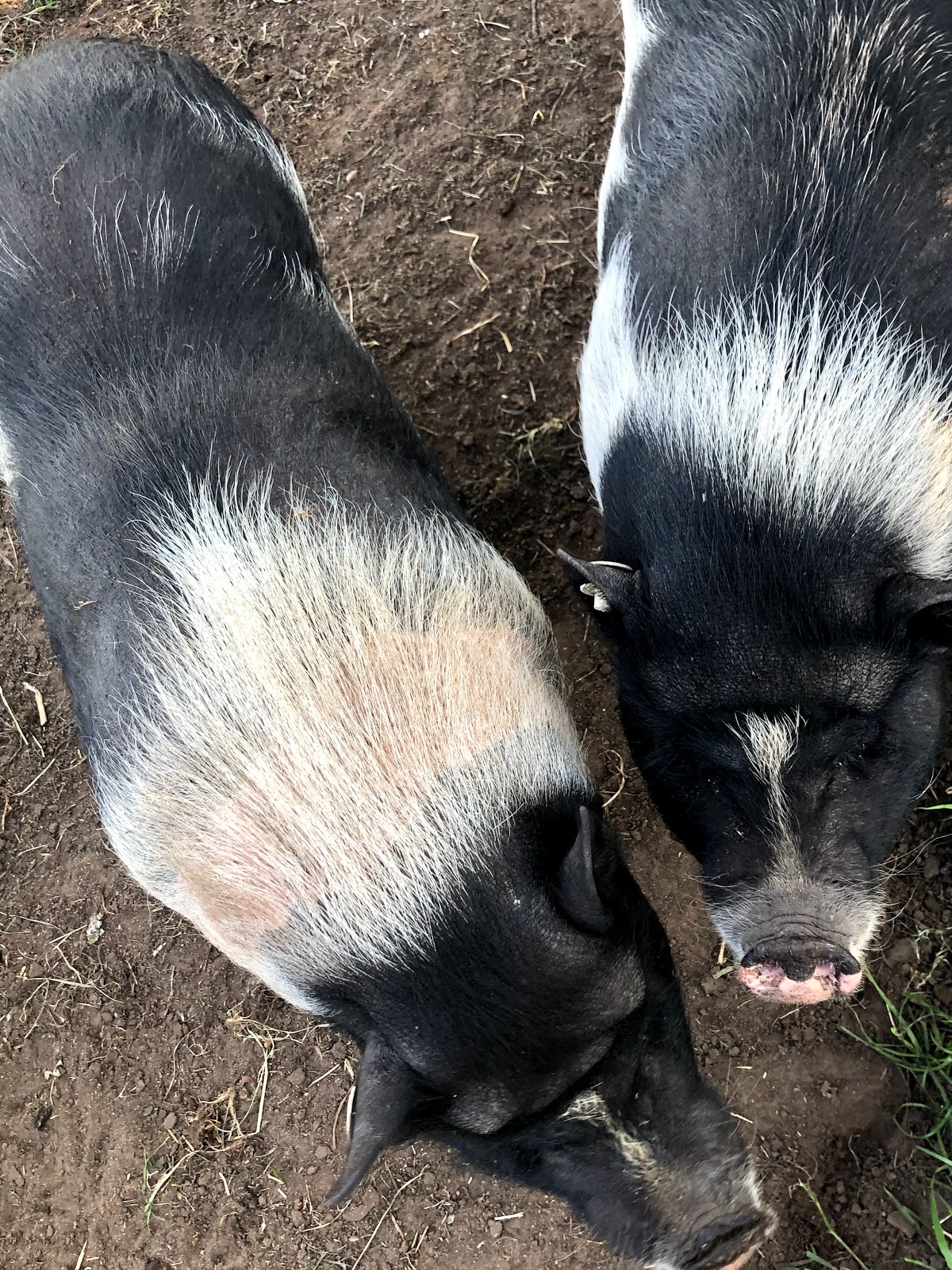 Bild 5 von Tierpark Klokkerholm