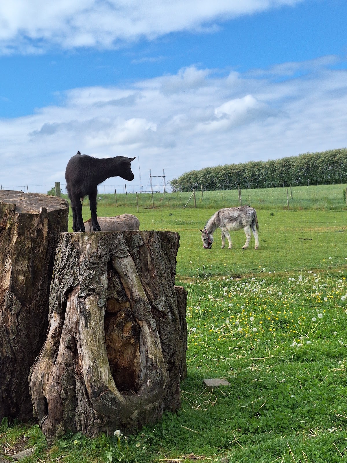 Bild 7 von Tierpark Klokkerholm