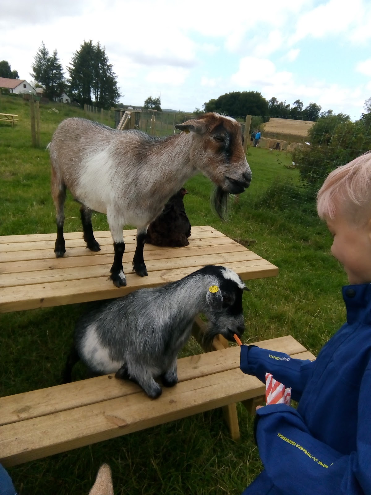 Bild 8 von Tierpark Klokkerholm