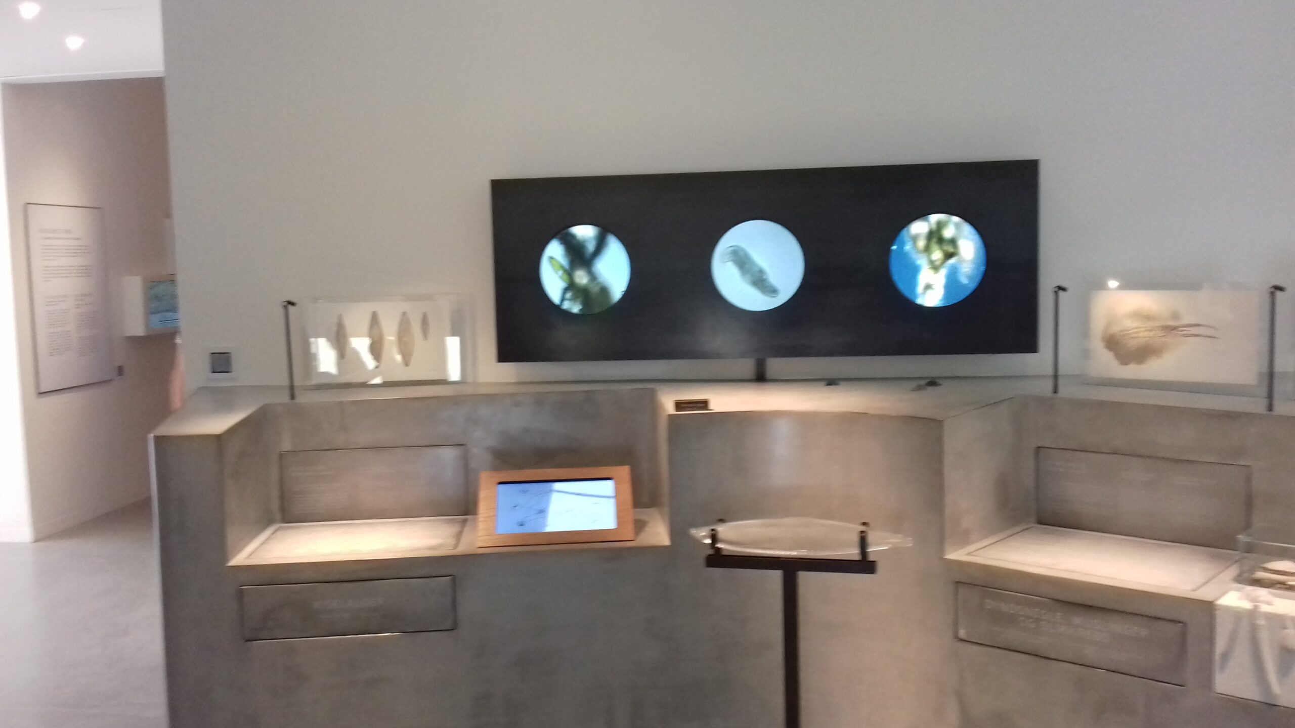 Bild 13 von Vadehavscentret