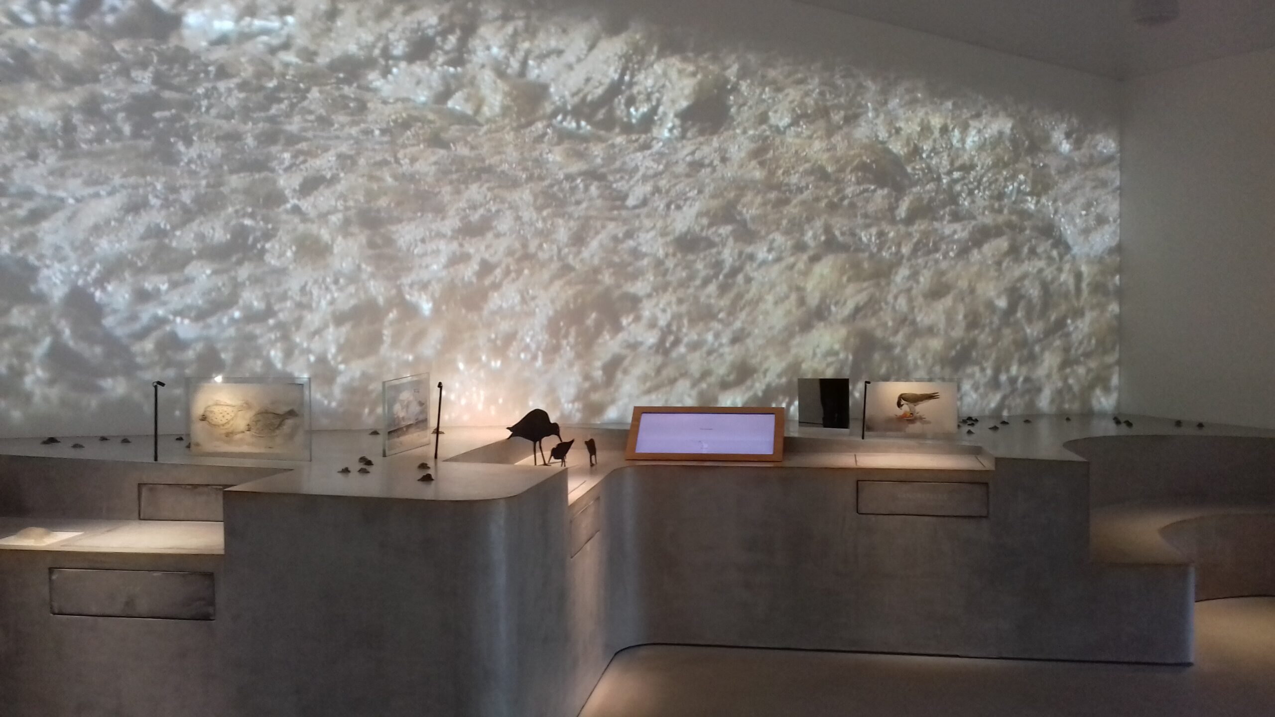 Bild 12 von Vadehavscentret