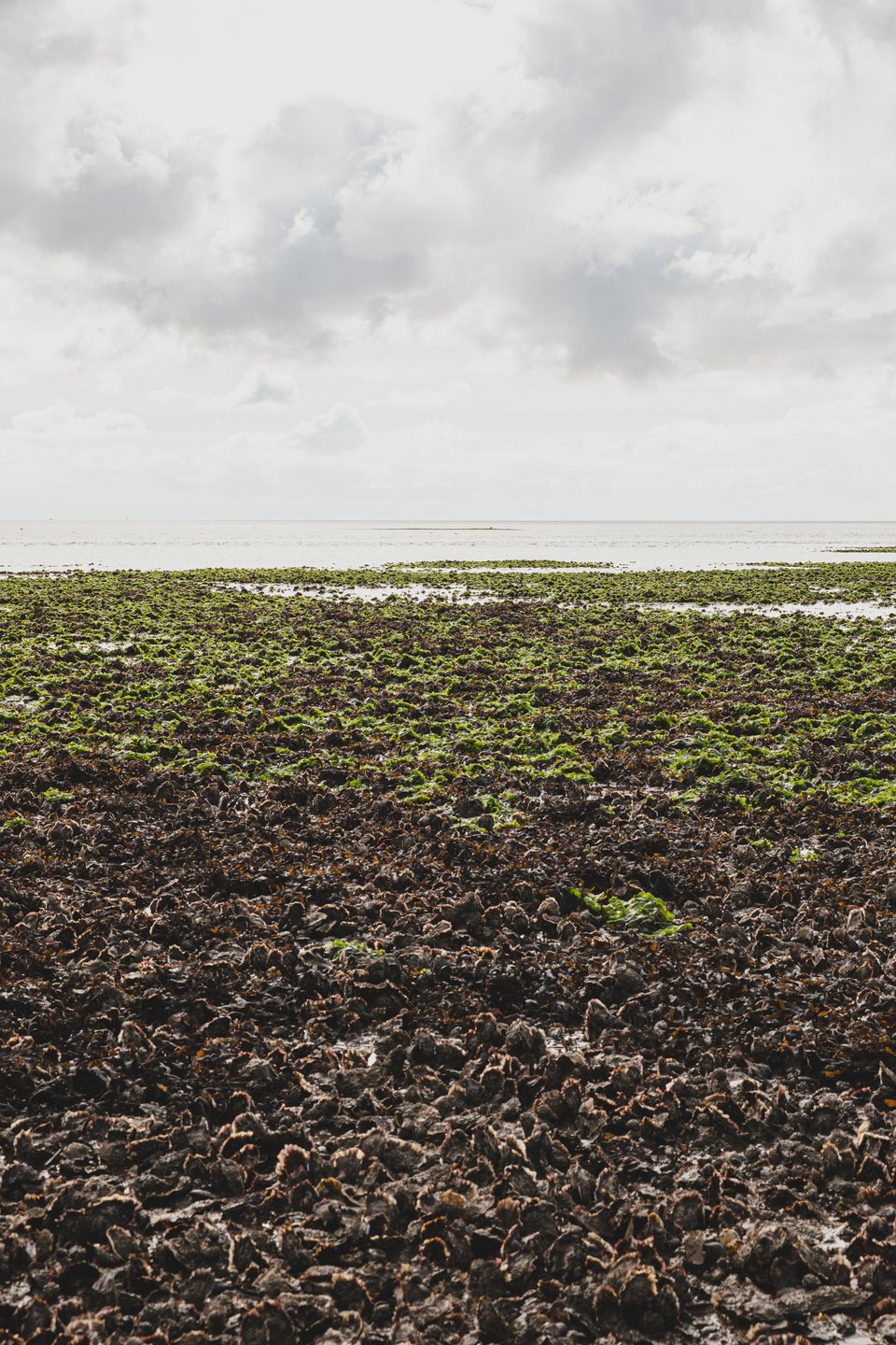 Bild 7 von Vadehavscentret