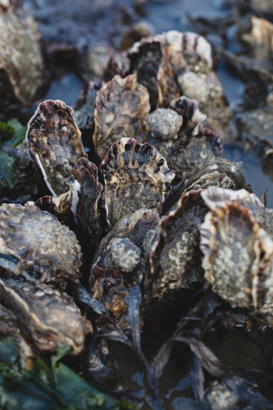 Bild 2 von Vadehavscentret