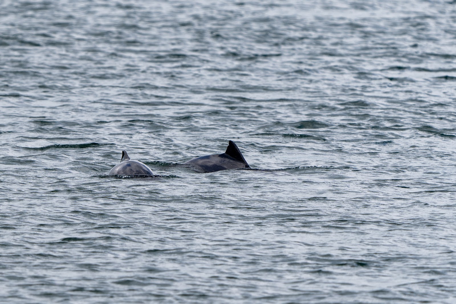 Bild 7 von Walsafari Mira 3