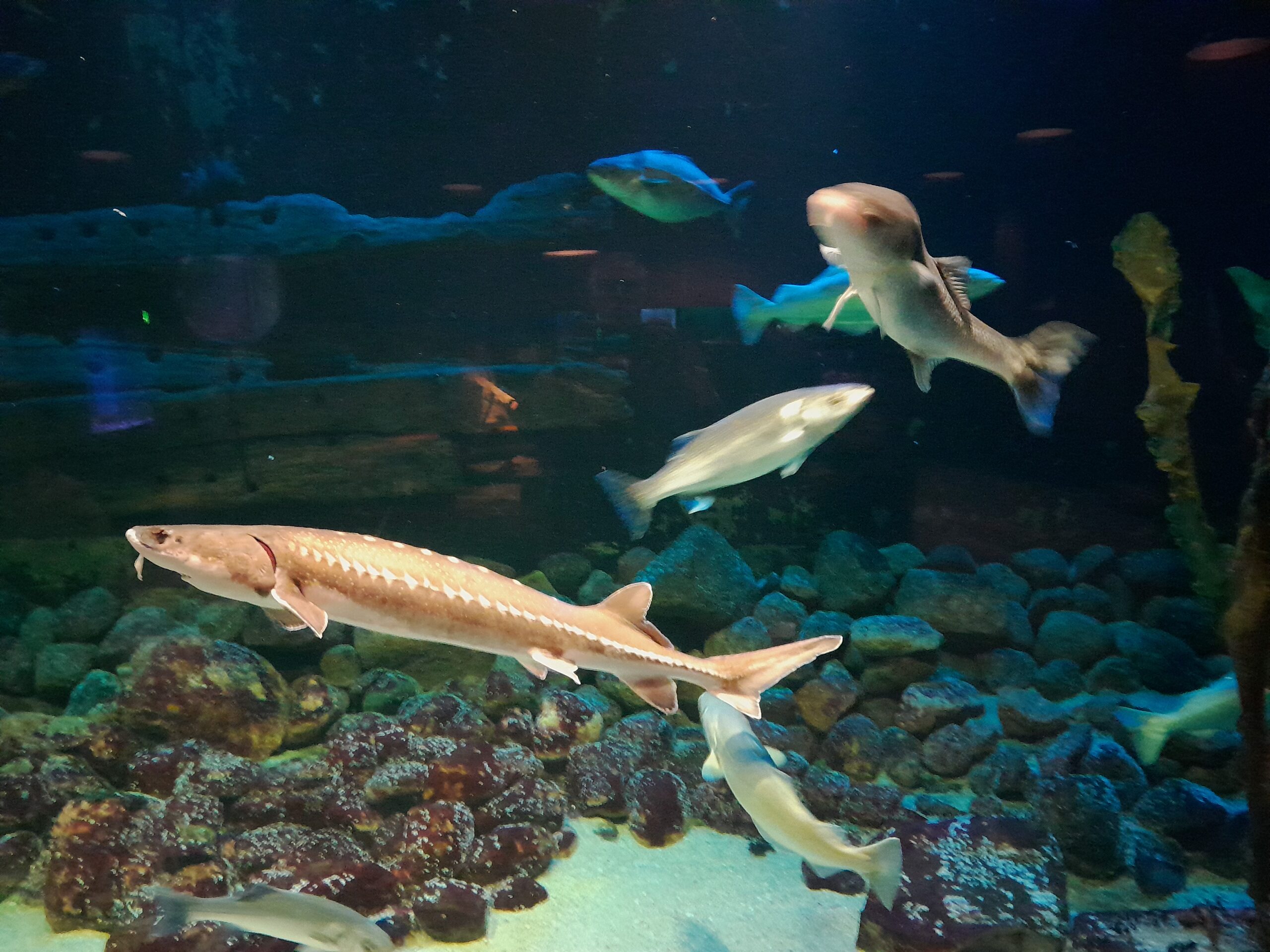 Bild 10 von Fiskeri- og Søfartsmuseet