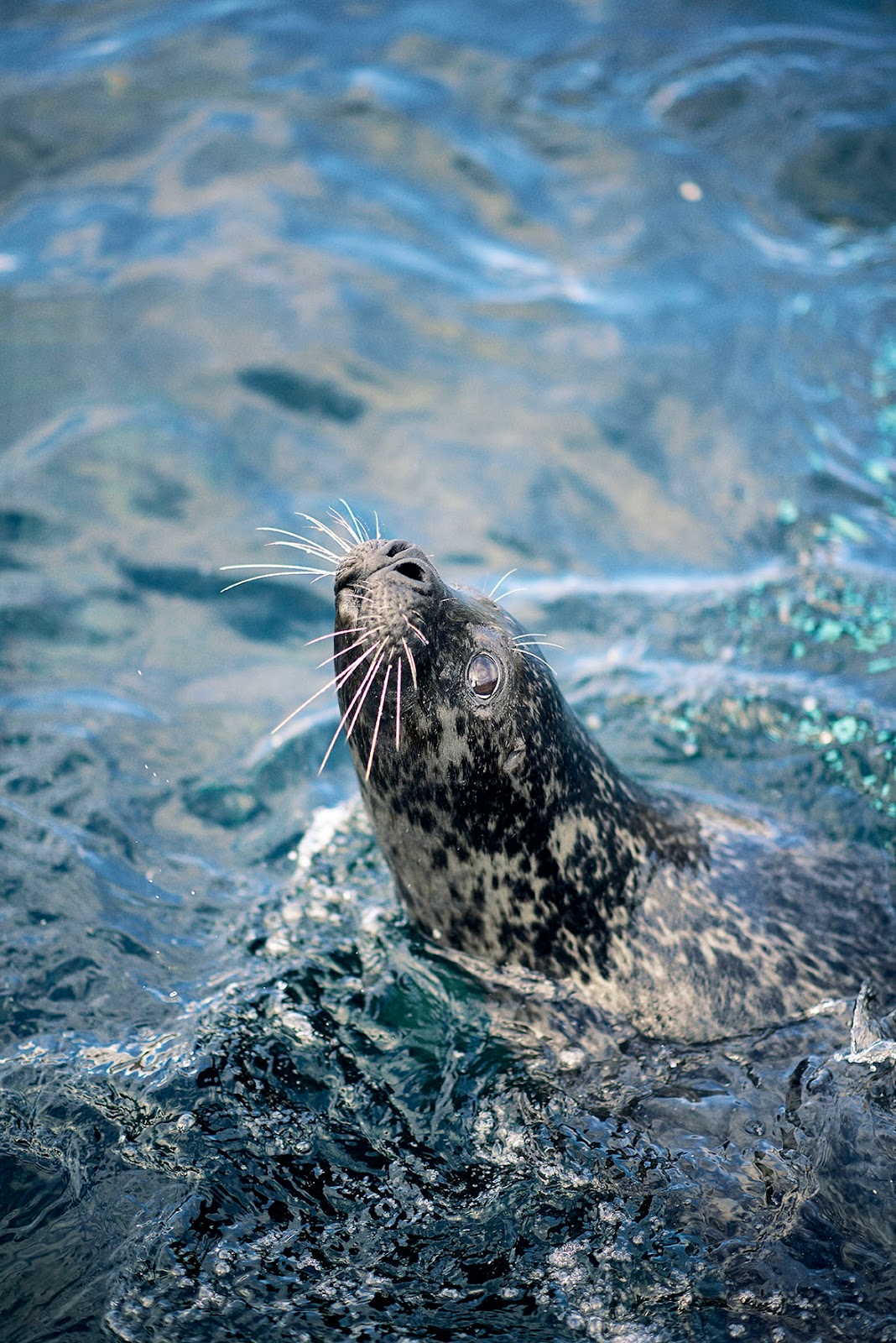 Fiskeri- og Søfartsmuseet