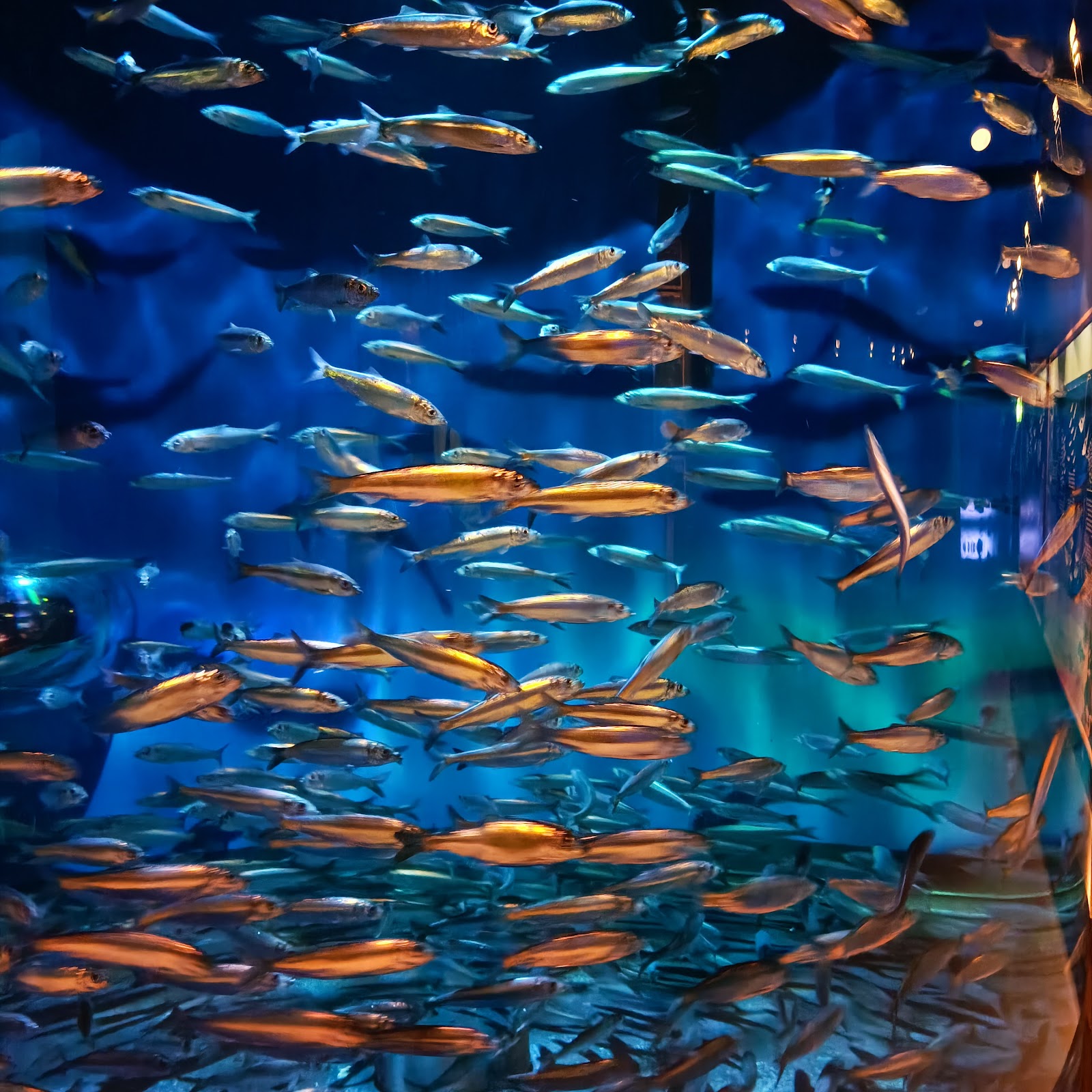 Bild 2 von Fiskeri- og Søfartsmuseet