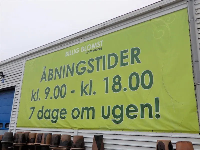 Billigblomst Aarhus