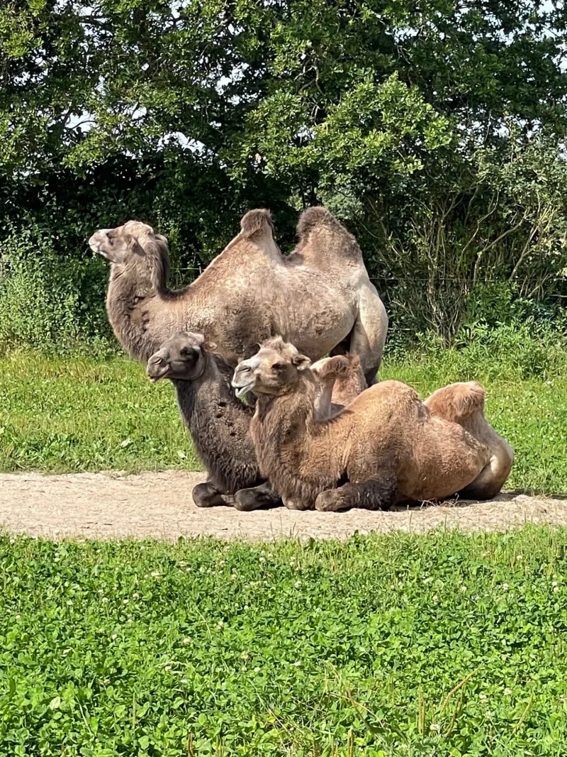 Munkholm Zoo