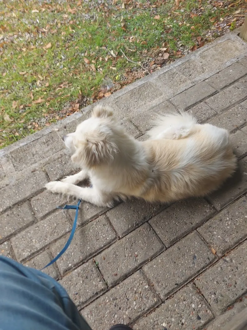 Hundeparadiset