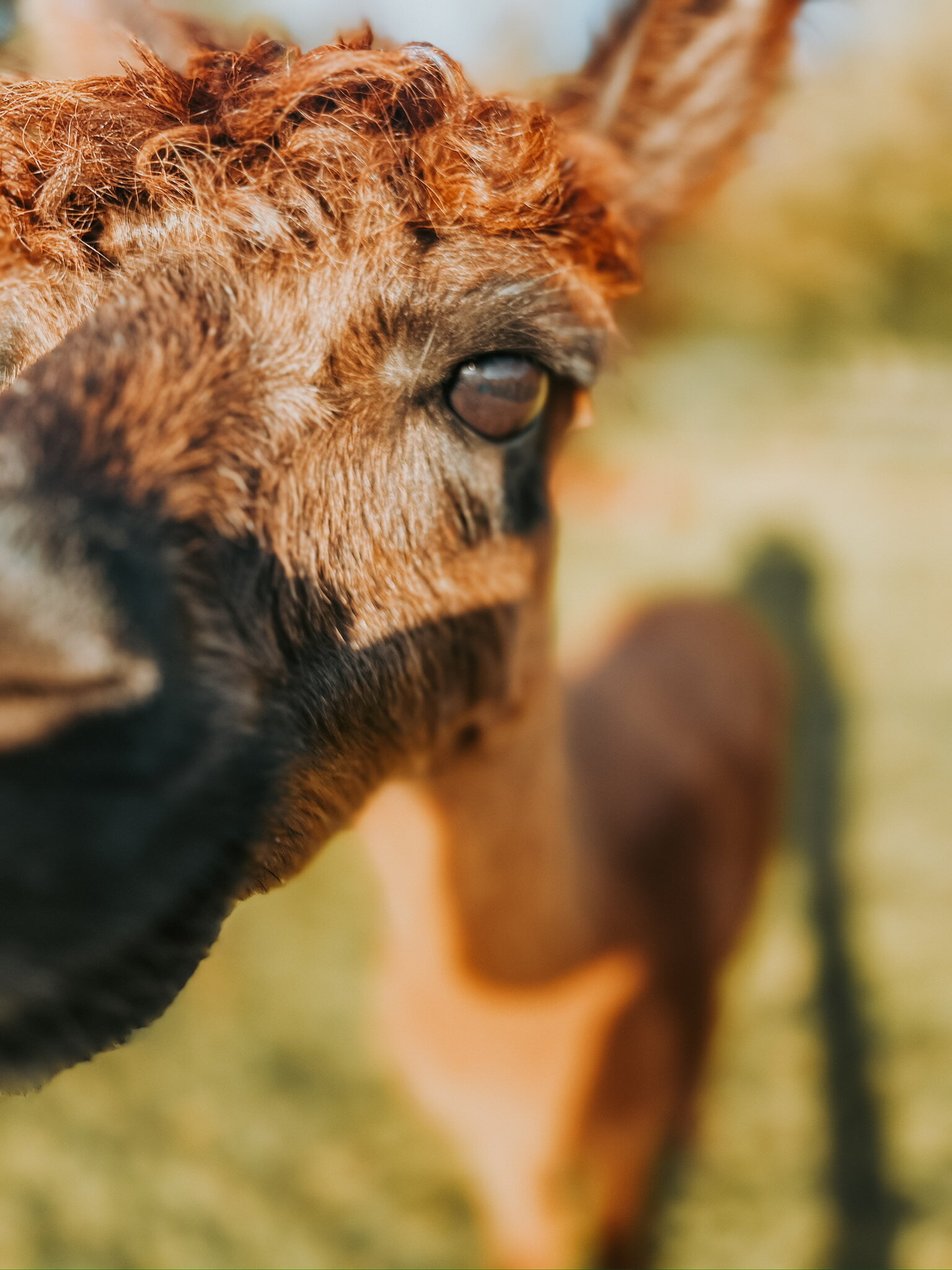 himstregims butik / Thypaca Alpaca Farm i Snedsted